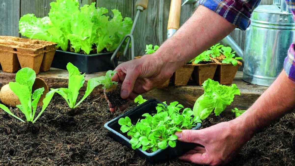 Економна грядка: більше урожаю з маленької площі 1