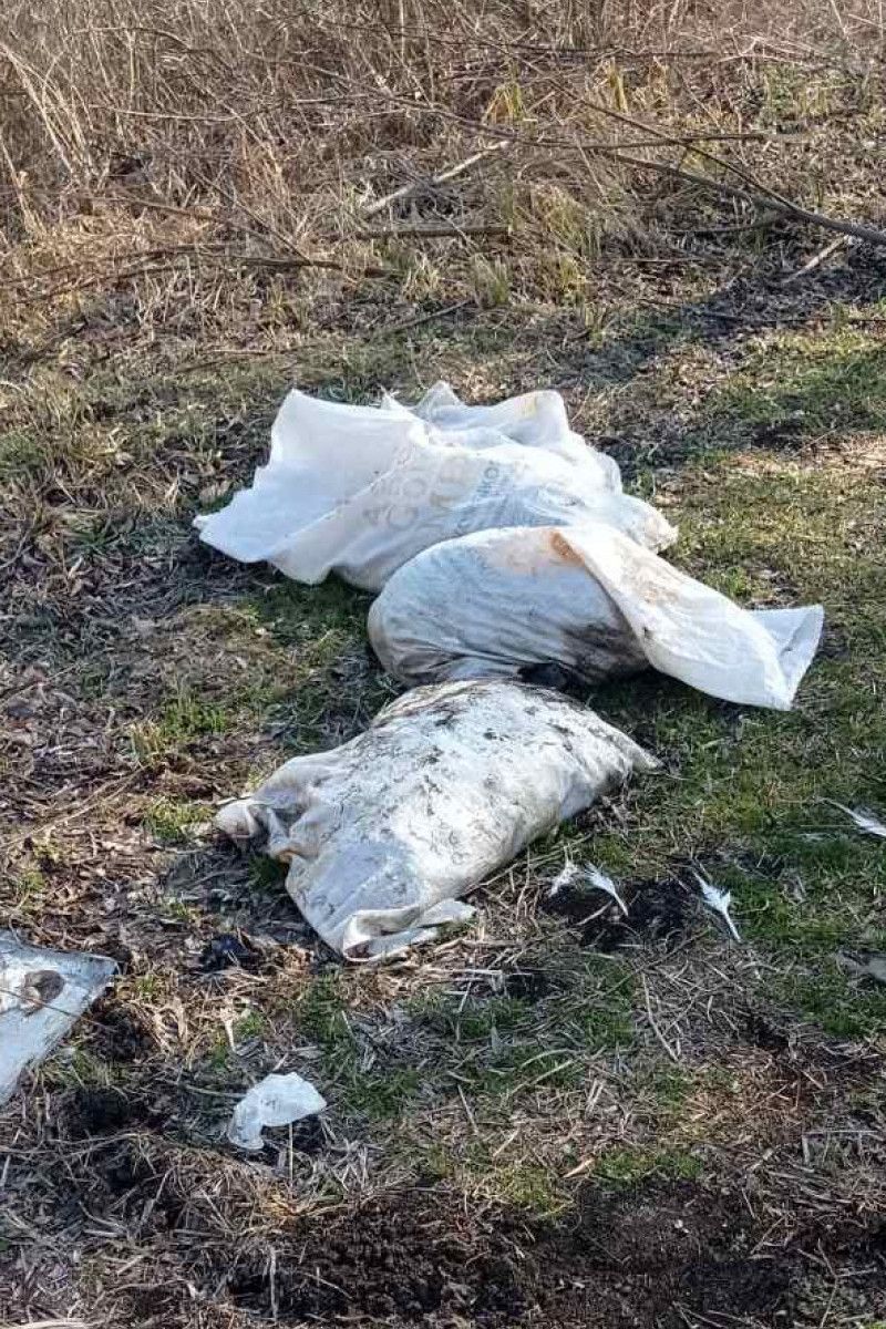 Мертві індики вкрили берег ставка на Коломийщині 2