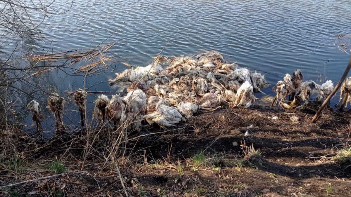 Мертві індики вкрили берег ставка на Коломийщині