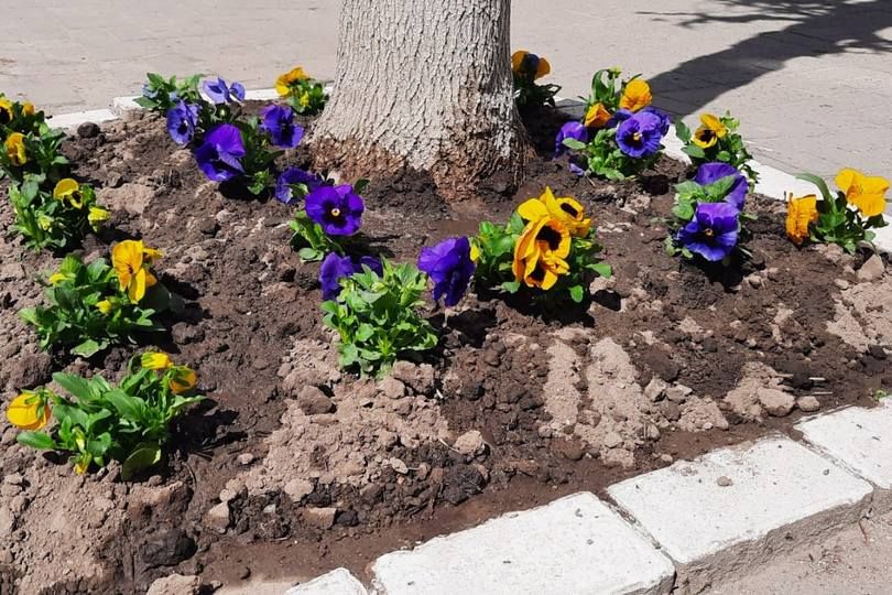 Колектив ліцею №9 в Коломиї висадили дерева, газони і причепурили шкільне подвір'я 1