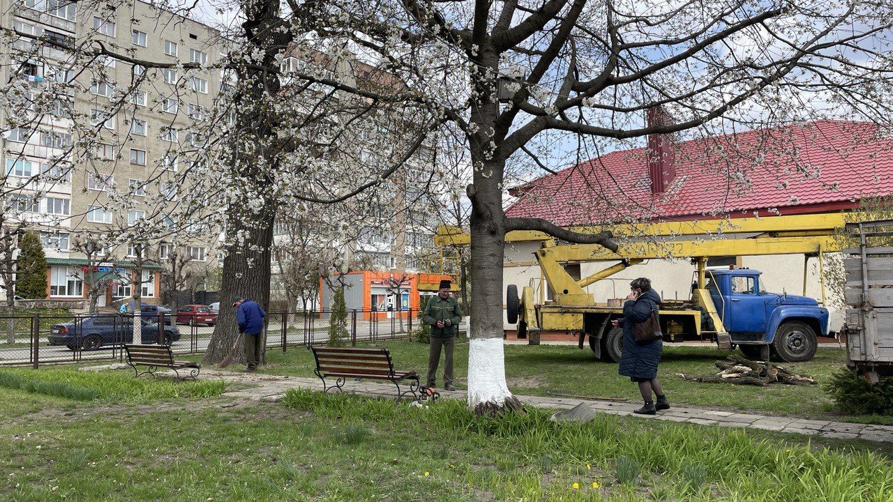 Дуби, туї та квіти: у Коломиї облагороджують територію 10-го ліцею 2