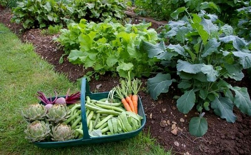 Економна грядка: більше урожаю з маленької площі 2