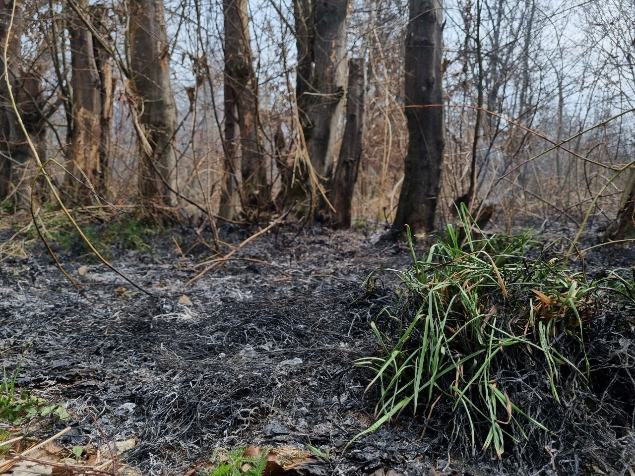 14 квітня: масові пожежі на Коломийщині | Відео 3