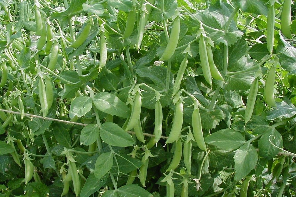 Коли починати садити городину? 1