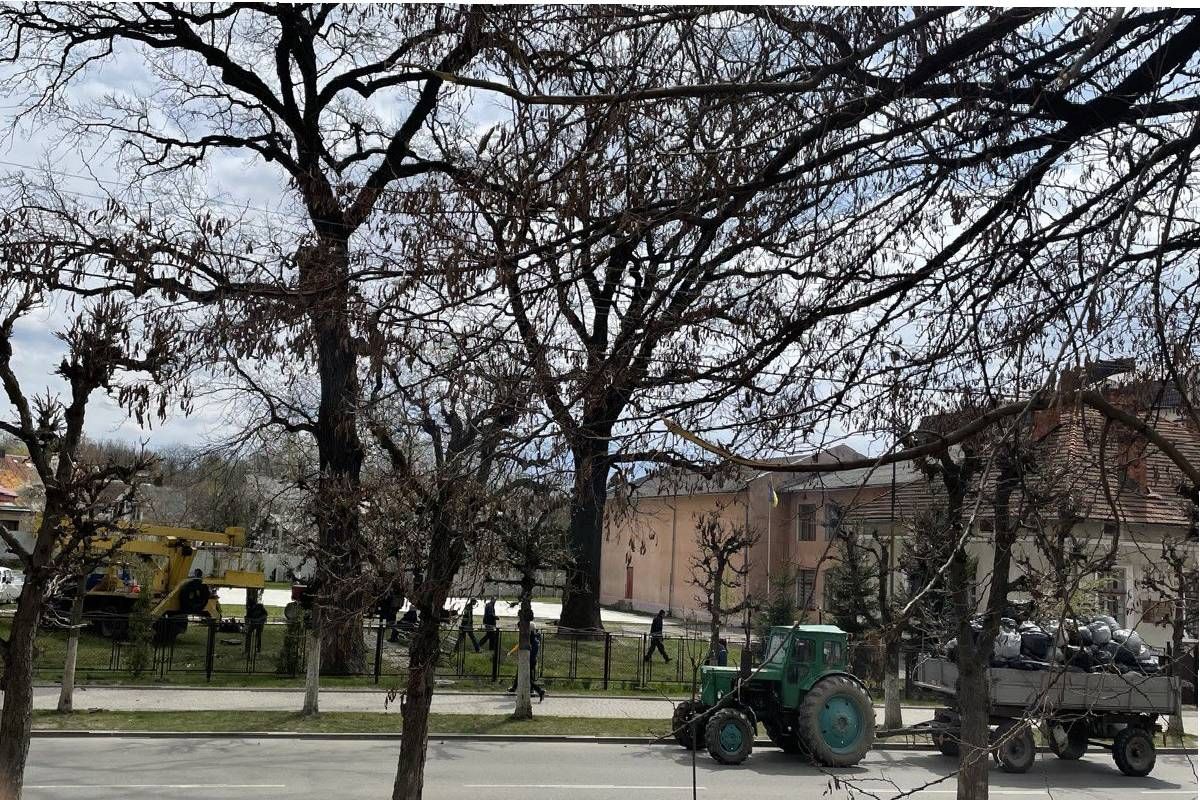 Дуби, туї та квіти: у Коломиї облагороджують територію 10-го ліцею 1