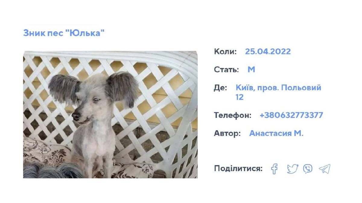 В Україні з'явилася платформа для пошуку загублених тварин