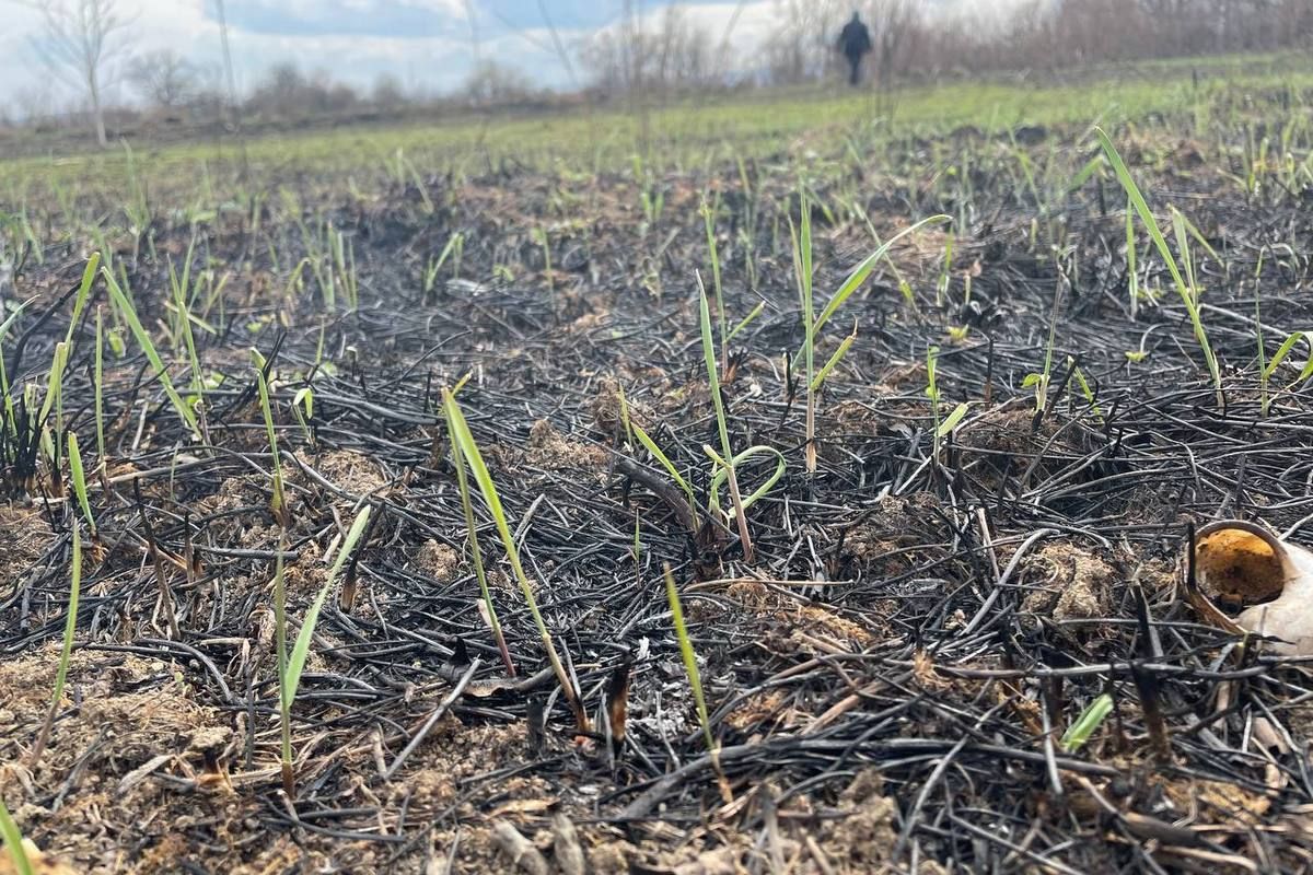 Масштабна пожежа сухої трави в Коломиї. Поля перетворились на згарища 5