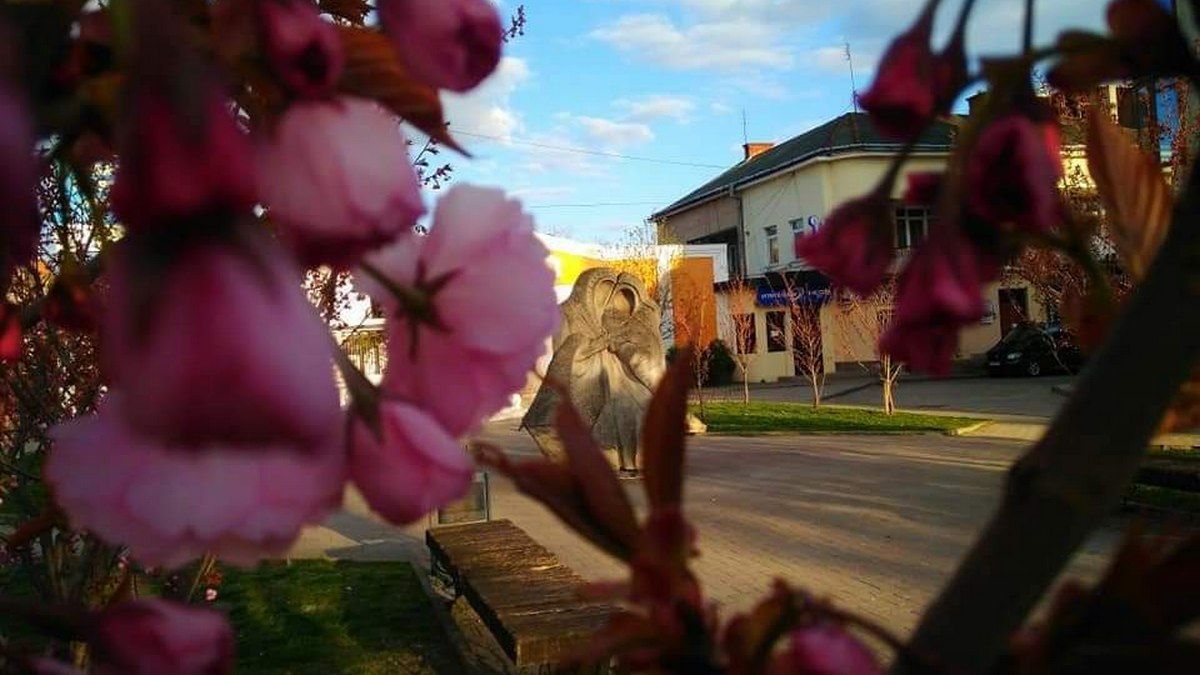 Готуйтеся до селфі: от-от зацвітуть коломийські сакури