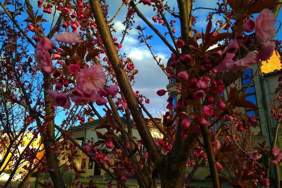 Готуйтеся до селфі: от-от зацвітуть коломийські сакури 1