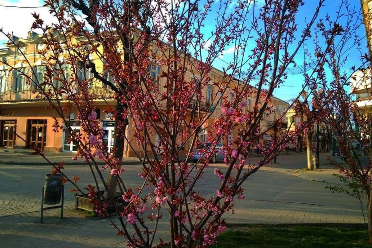 Готуйтеся до селфі: от-от зацвітуть коломийські сакури 2