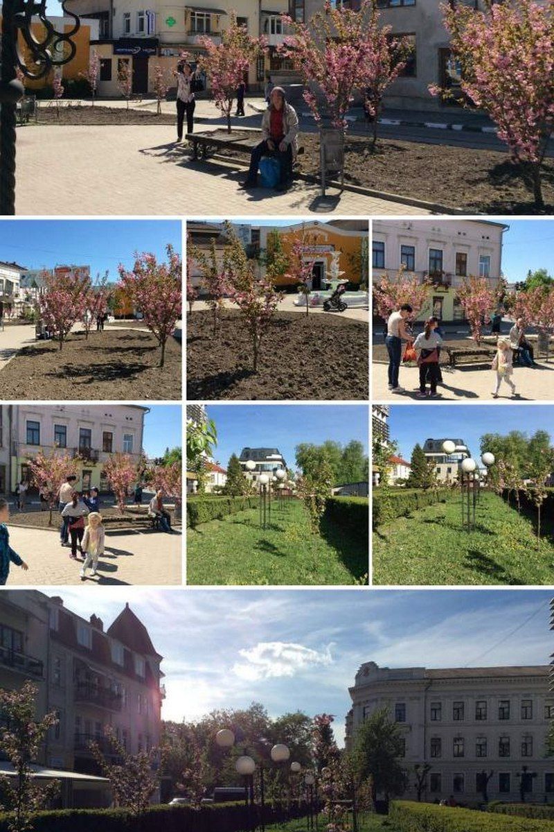 Готуйтеся до селфі: от-от зацвітуть коломийські сакури 3