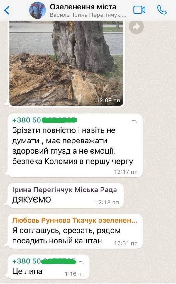 Гра в демократію або ''йой най буде". Як приймаються рішення про зрізку дерев в Коломиї 3