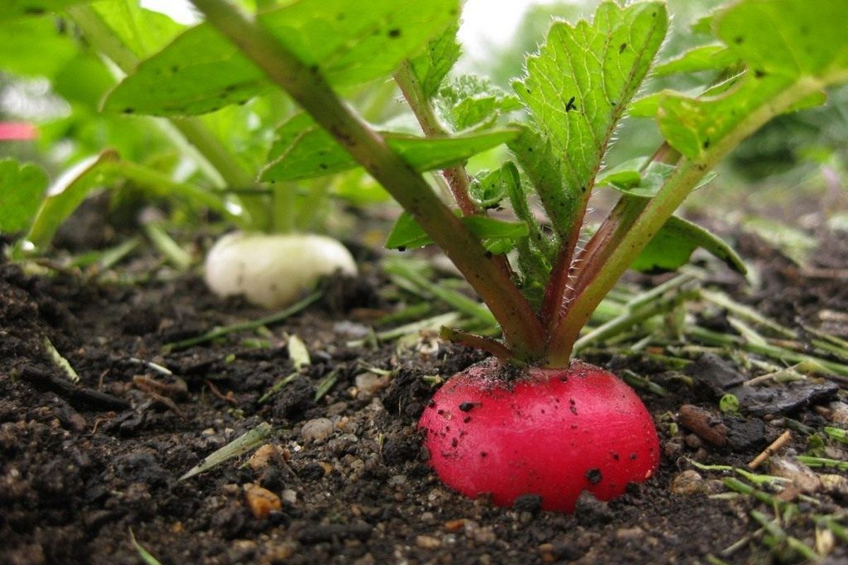 Коли починати садити городину? 3