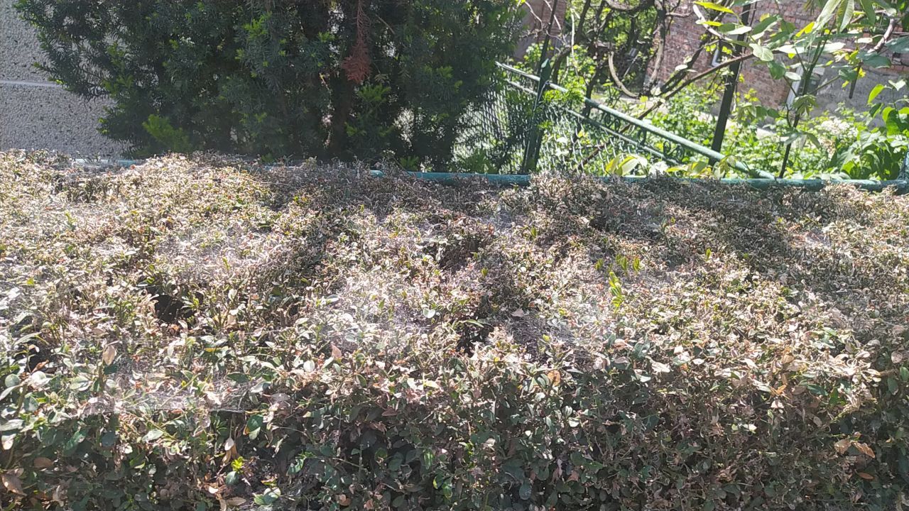 Збитошні шкідники: як коломиянам дати раду з самшитовою вогнівкою 3