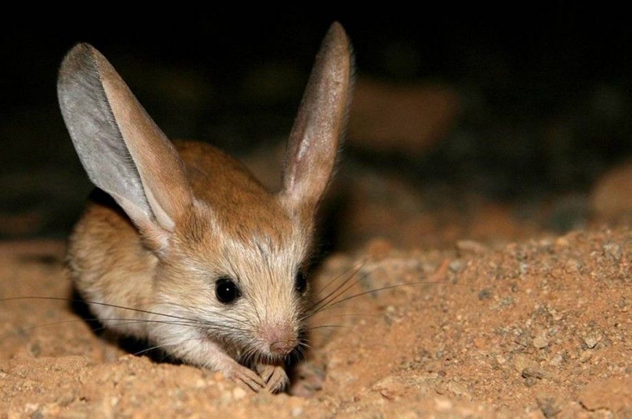 Тушканчик великий, занесений до Червоної Книги України.