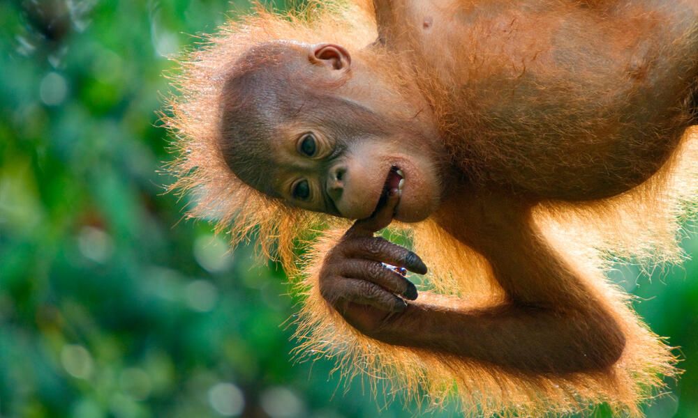 Дитя орангутана. Малайзія. Цей вид - під загрозою.