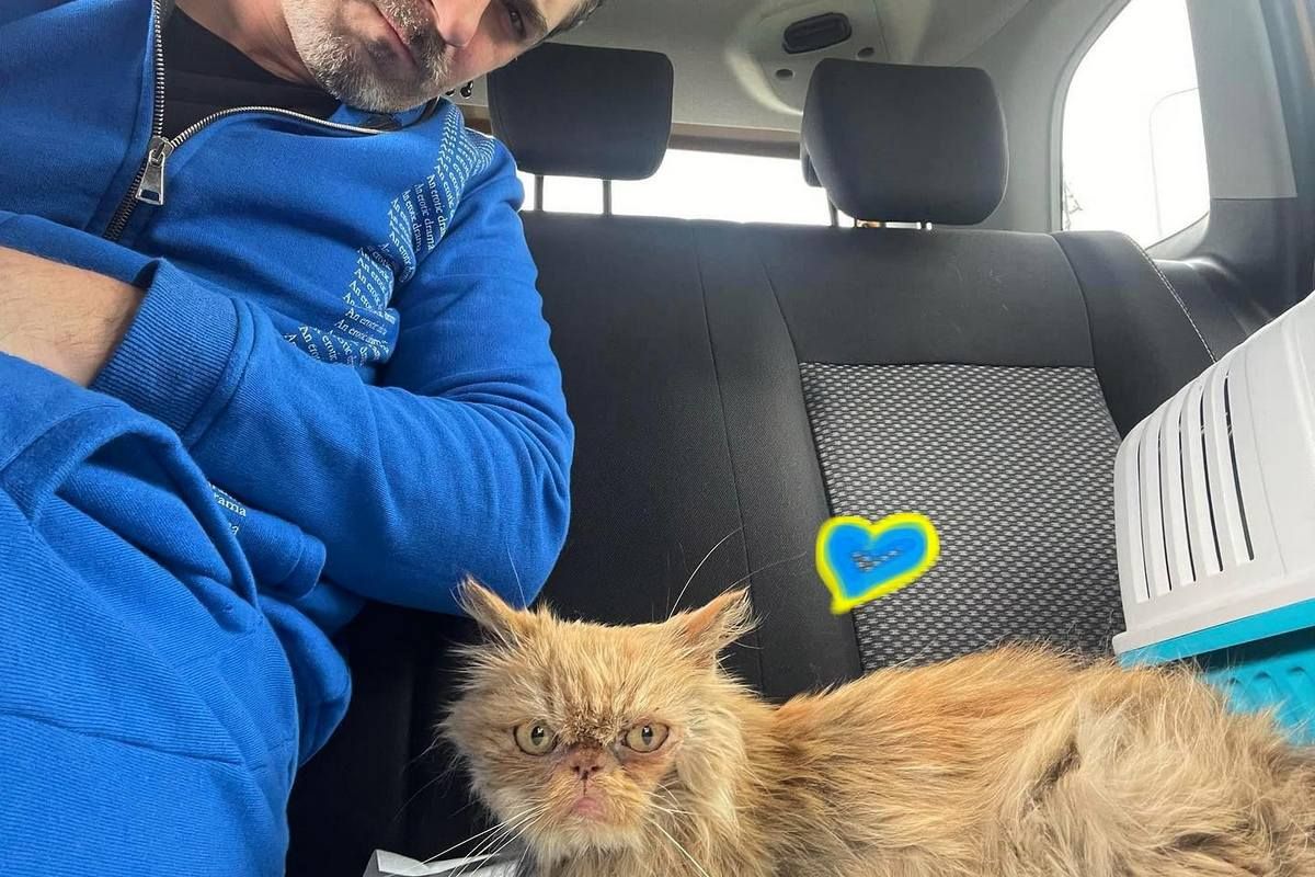 Суворий котисько з Бородянки став символом української незламності 3