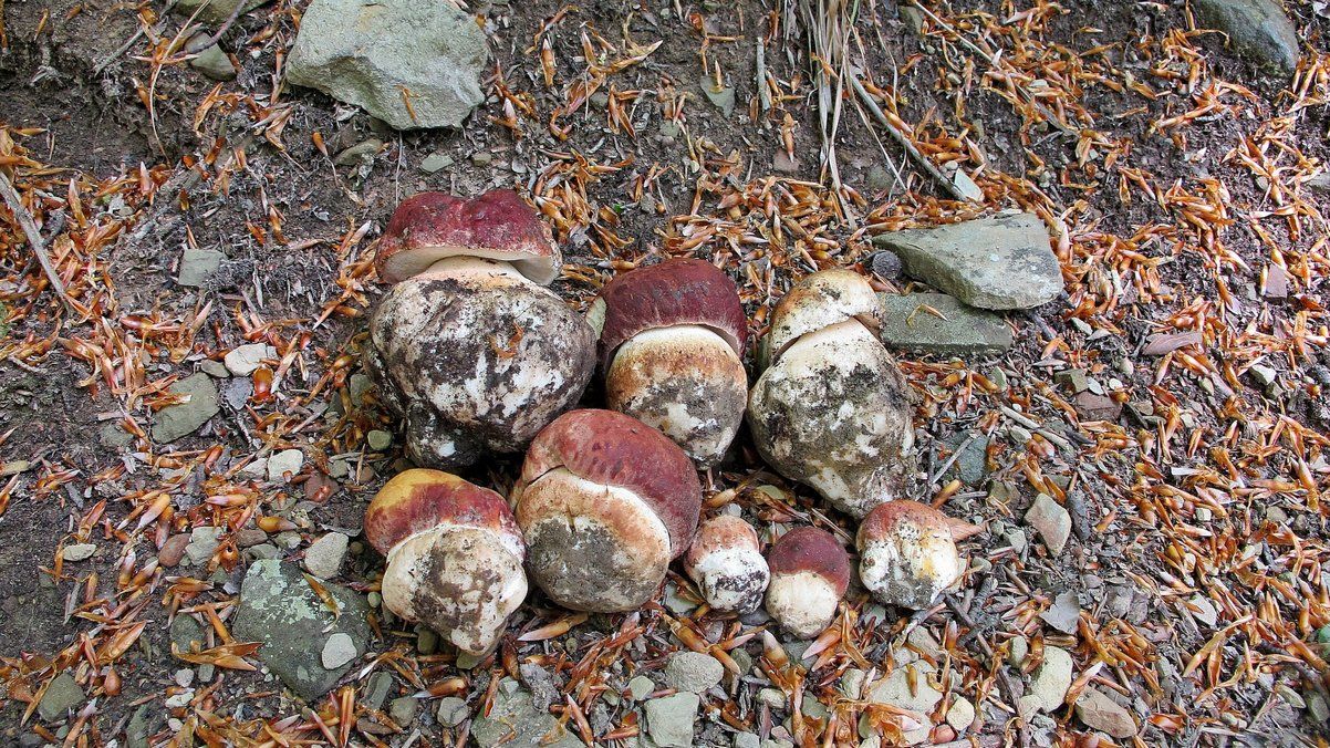 Гриби, грибочки, грибики | Сезон тихого полювання розпочався! 1