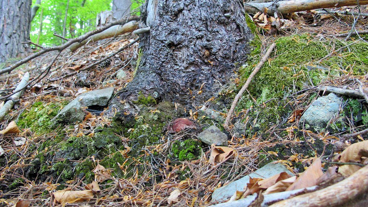 Гриби, грибочки, грибики | Сезон тихого полювання розпочався! 2