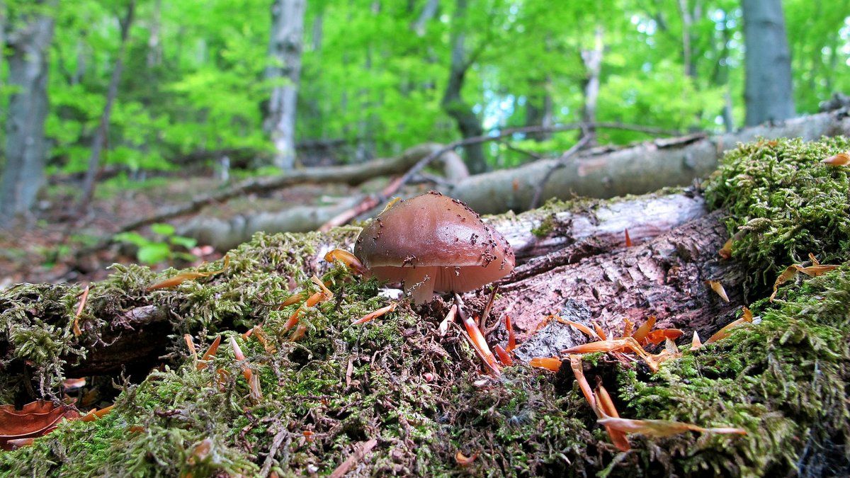 Гриби, грибочки, грибики | Сезон тихого полювання розпочався! 7