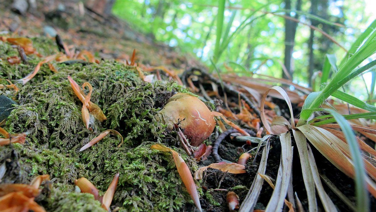 Гриби, грибочки, грибики | Сезон тихого полювання розпочався! 4