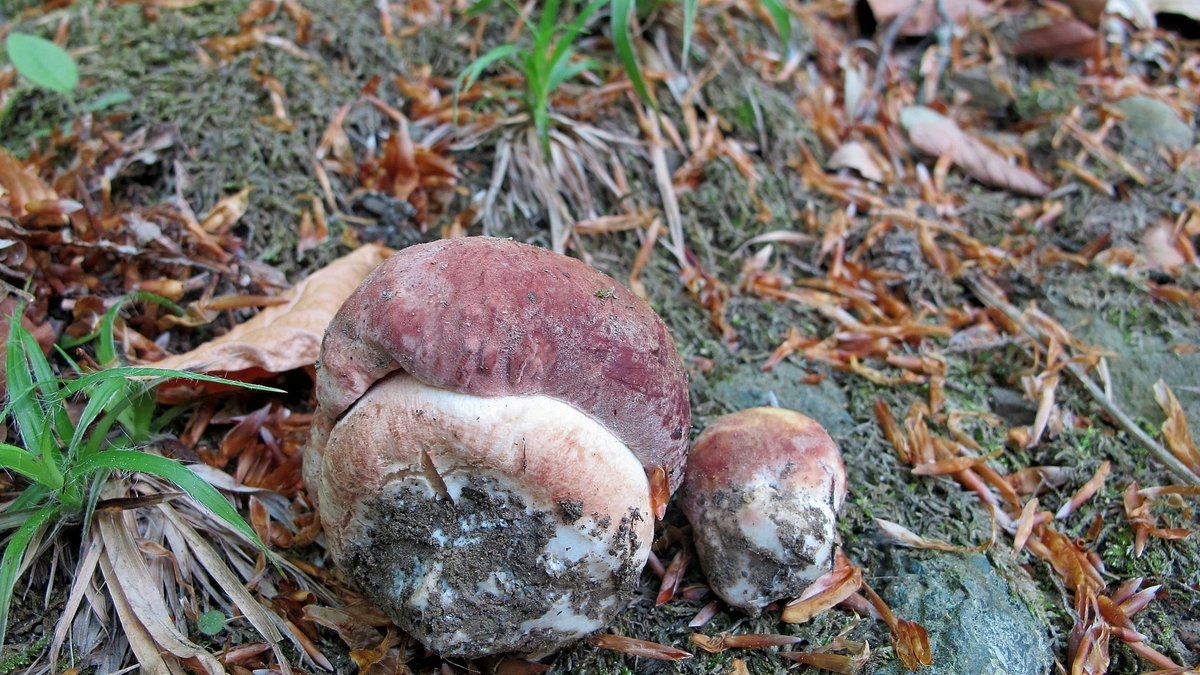 Гриби, грибочки, грибики | Сезон тихого полювання розпочався! 3