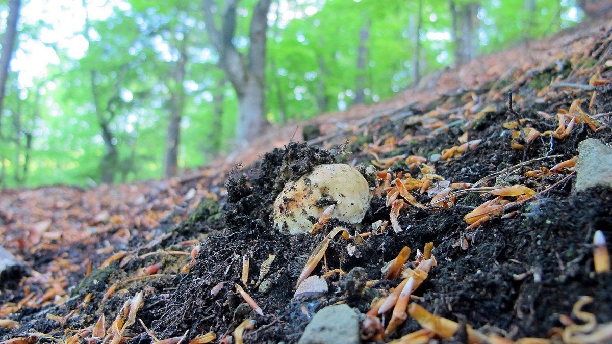 Гриби, грибочки, грибики | Сезон тихого полювання розпочався! 5