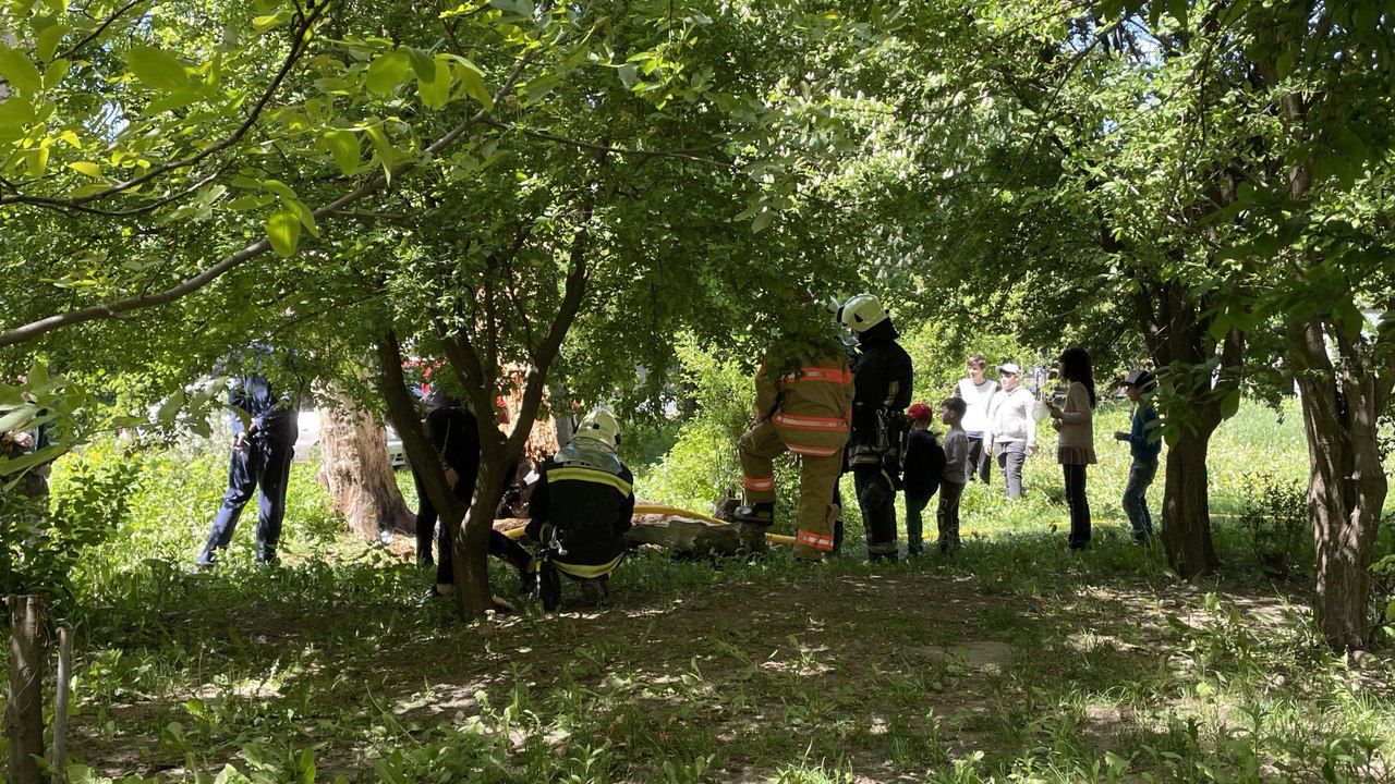 У Коломиї на Чайковського горіло дерево 2