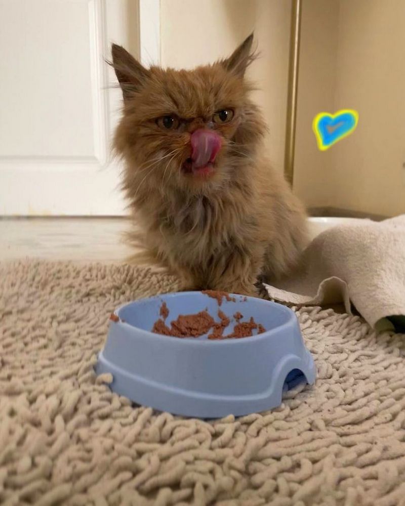 Суворий котисько з Бородянки став символом української незламності 4