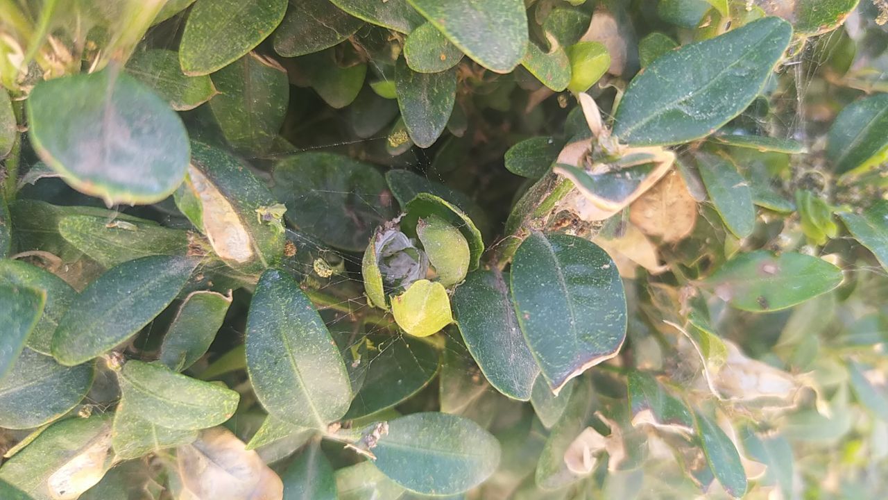 Збитошні шкідники: як коломиянам дати раду з самшитовою вогнівкою 2