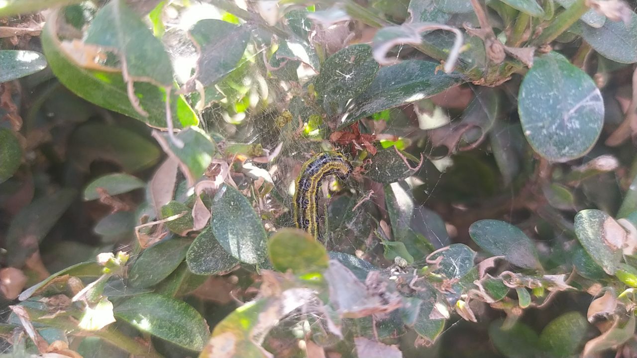 Збитошні шкідники: як коломиянам дати раду з самшитовою вогнівкою 1