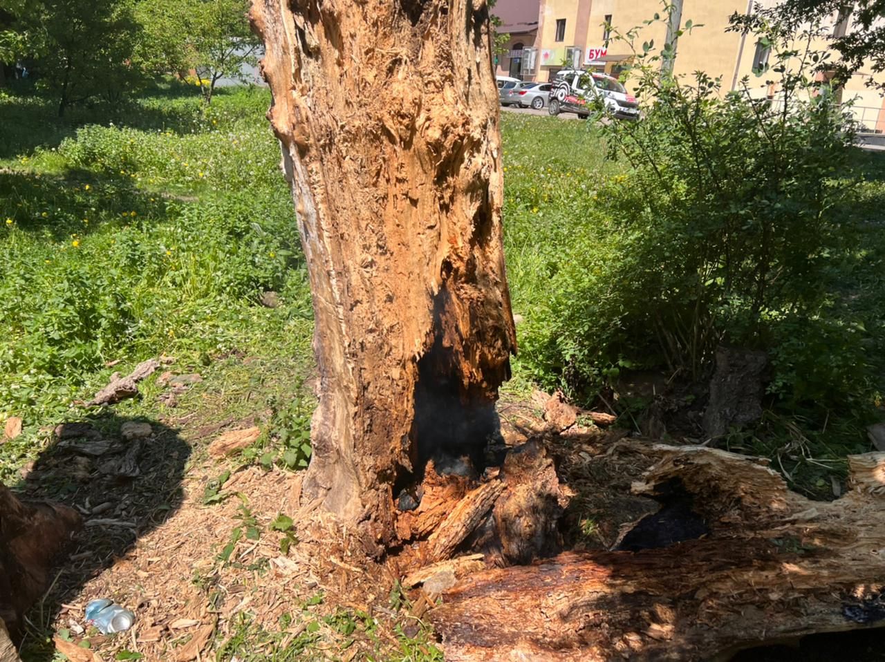 У Коломиї на Чайковського горіло дерево 3