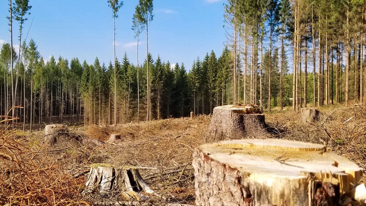 Посадовці лісгоспу можуть сісти за ґрати на 7 років за вирубку лісу