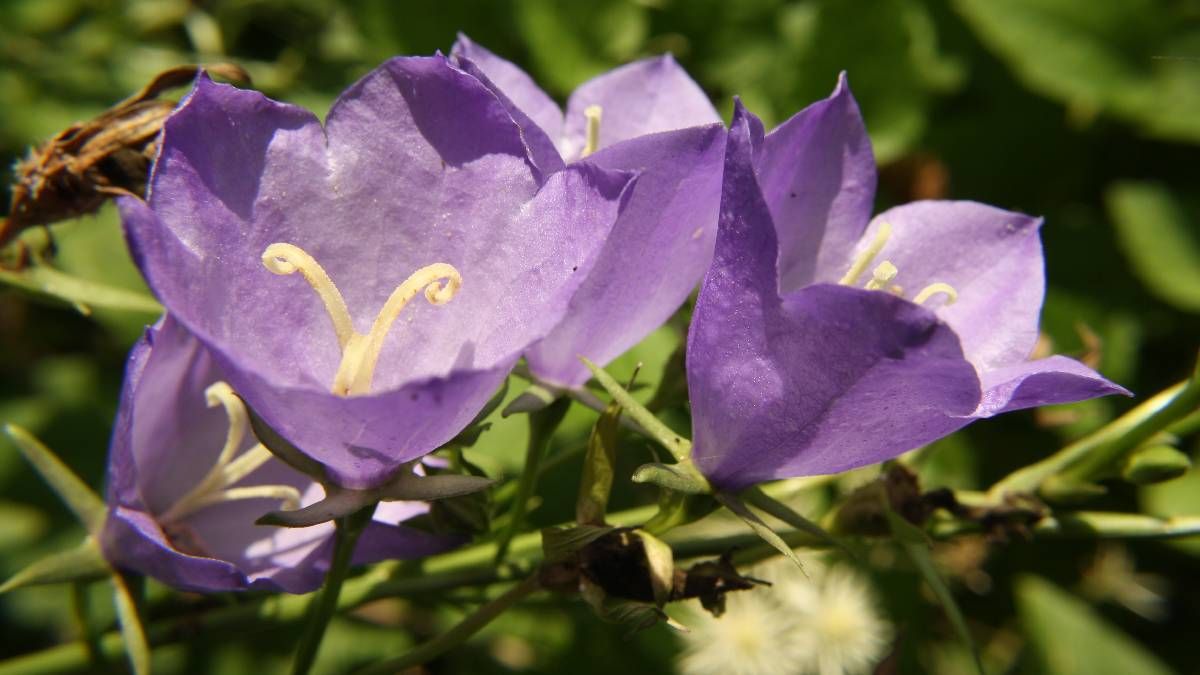 Дзвоники Карпатські, занесені до ЧК України.