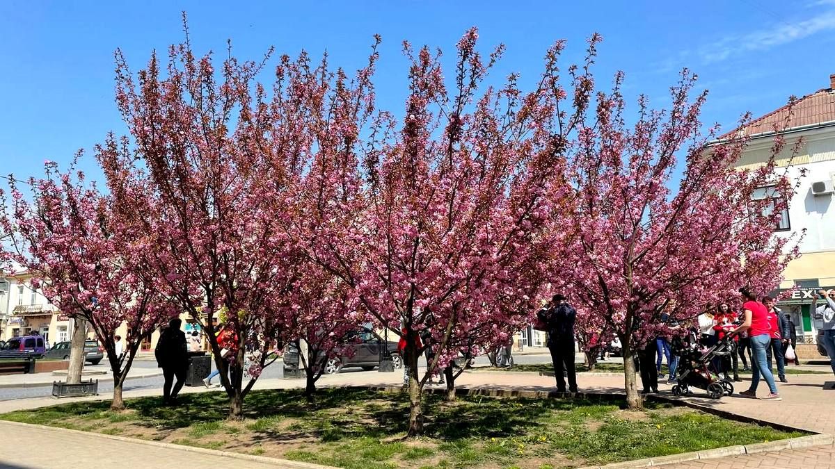 Ставайте в чергу: біля коломиських сакур - ажіотаж
