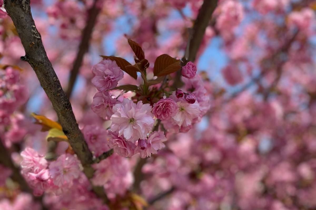 Ставайте в чергу: біля коломиських сакур - ажіотаж 1