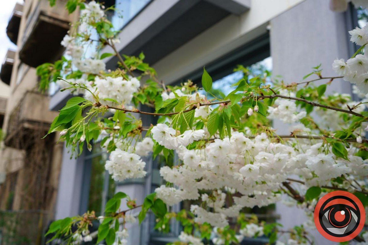 Вітання, Станіславове! Ти нам подобаєшся! 5