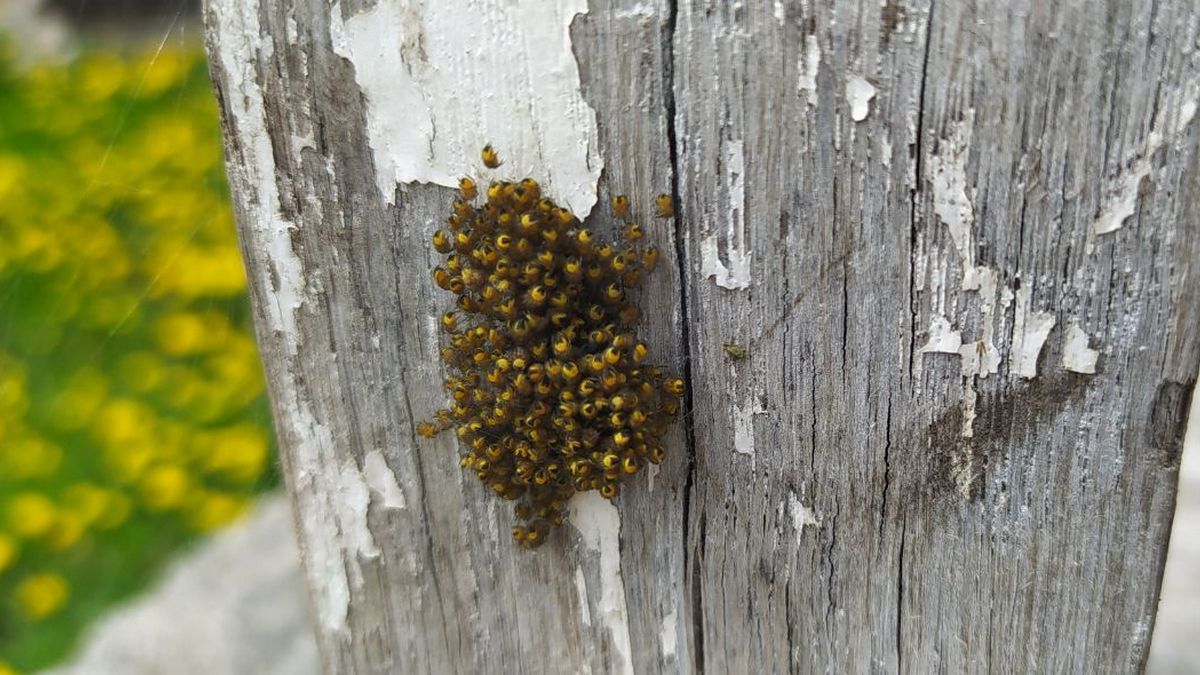 Несподівана знахідка на подвір'ї коломиянки 2
