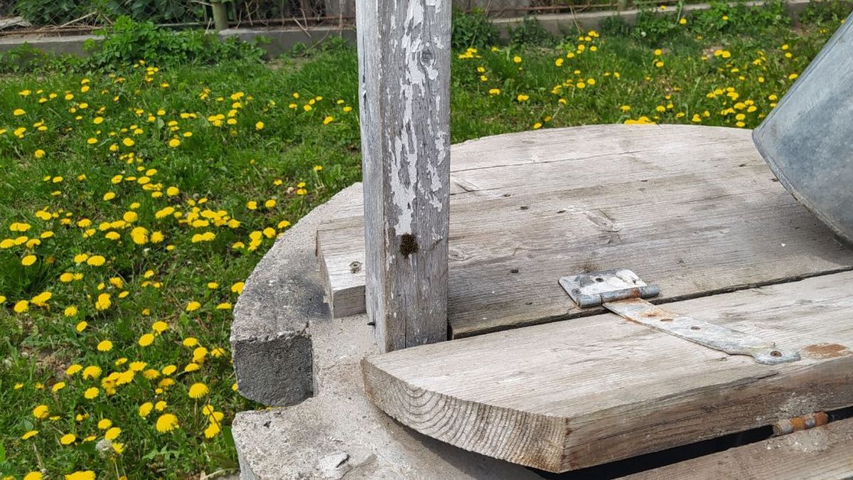 Несподівана знахідка на подвір'ї коломиянки 1