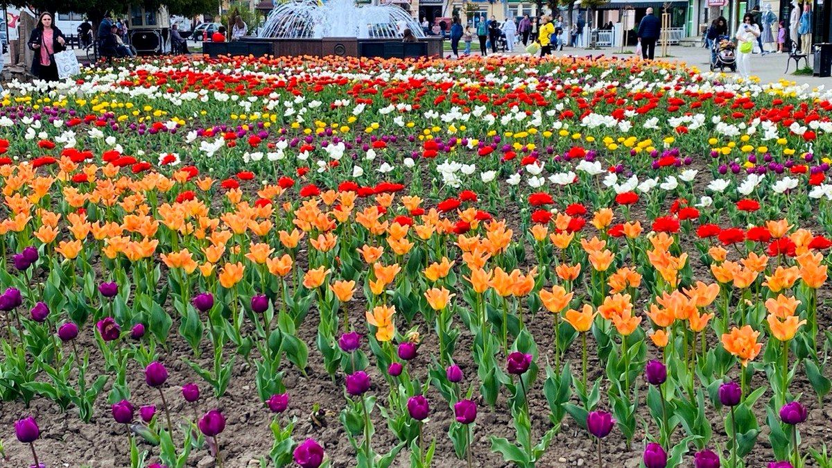 Шановна клумба: тюльпани за 112 тис. грн й нові чорнобривці 2