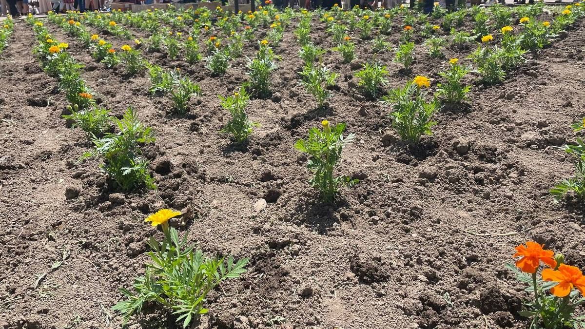 Шановна клумба: тюльпани за 112 тис. грн й нові чорнобривці 5