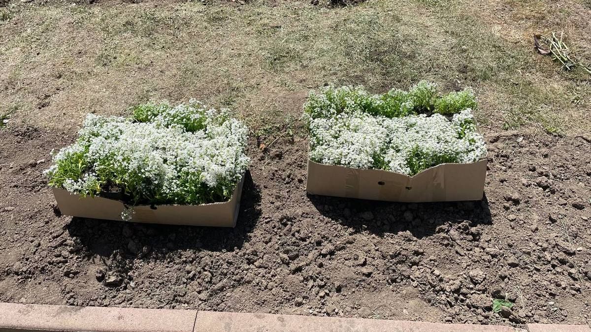 Шановна клумба: тюльпани за 112 тис. грн й нові чорнобривці 6