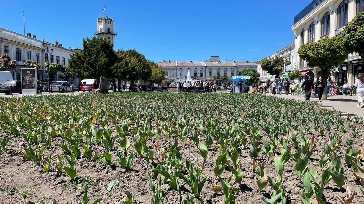 Шановна клумба: тюльпани за 112 тис. грн й нові чорнобривці 1