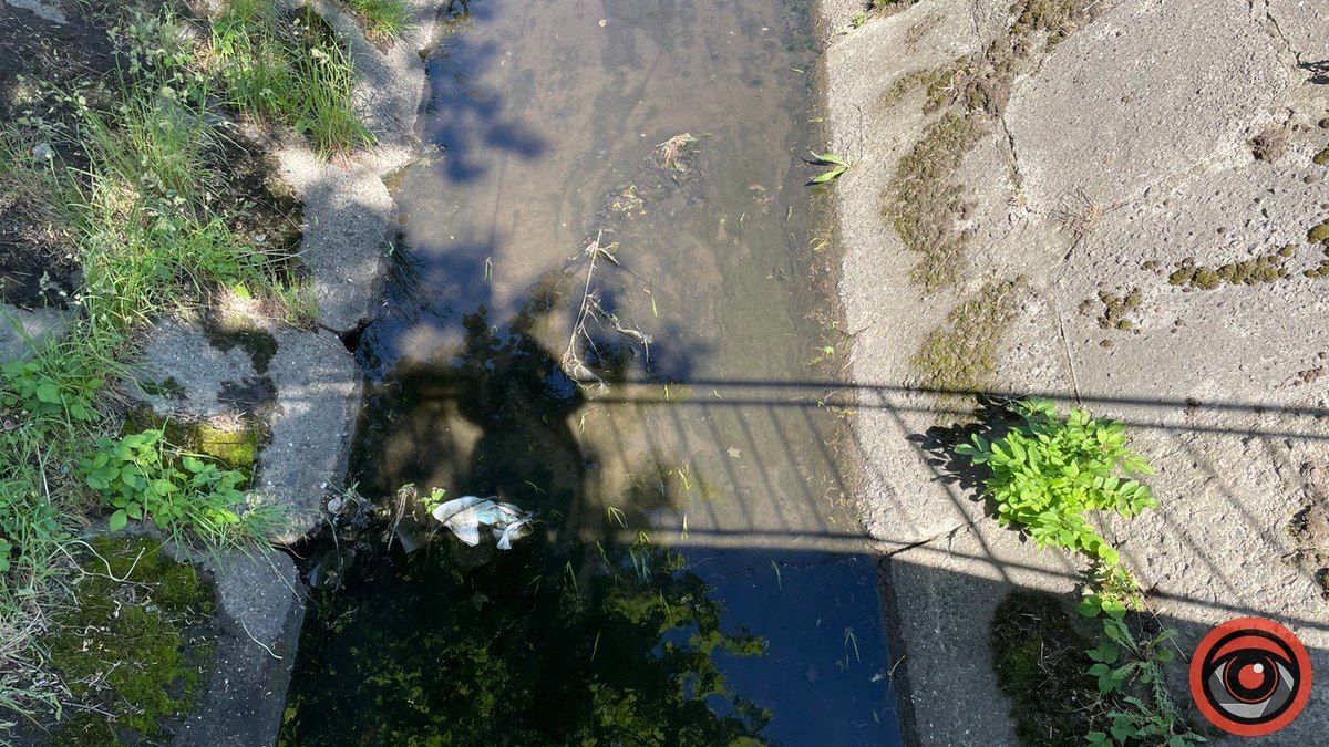 Як у Коломиї чистять берег річки Радилівка 2