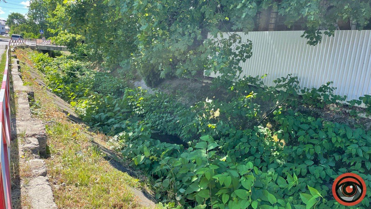 Як у Коломиї чистять берег річки Радилівка 1