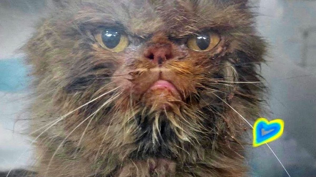 Суворий котисько з Бородянки став символом української незламності 5