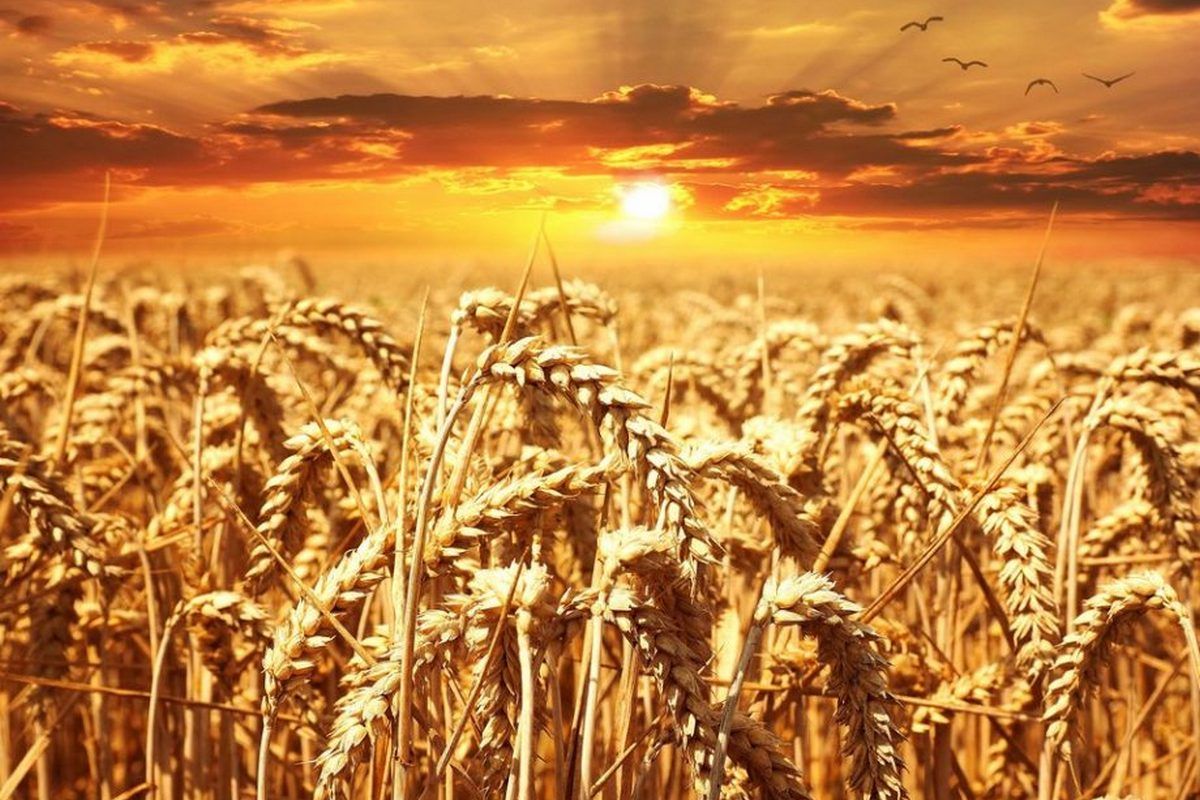 Чи реальний голод в Україні цієї зими? 4