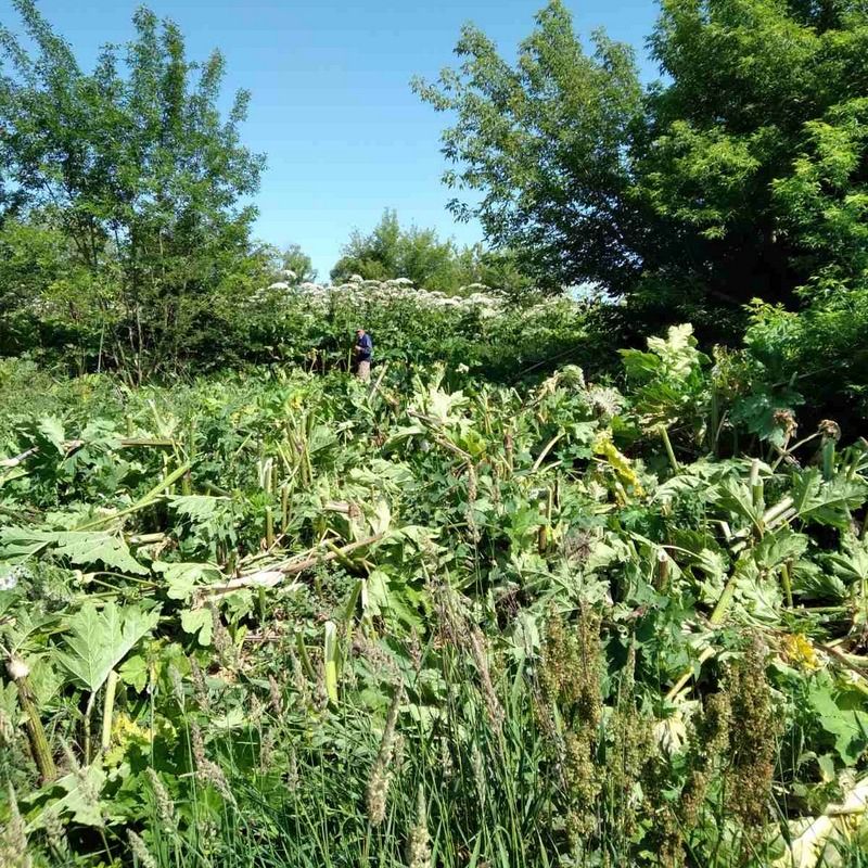 Чим закінчиться боротьба з борщівником в Коломиї? 2