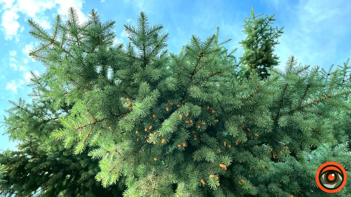 Спека триває: погода в Коломиї на 29 червня