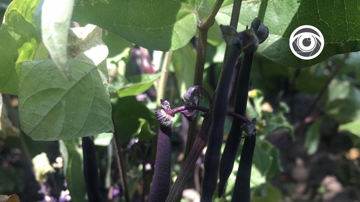 Про користь бузкової квасолі + рецепт